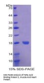 Cow Fatty Acid Binding Protein 3, Muscle And Heart (FABP3) Protein