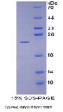 Cow Bone Morphogenetic Protein 3 (BMP3) Protein