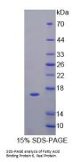 Mouse Gastrotropin (FABP6) Protein