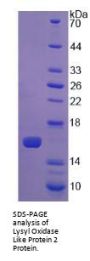 Mouse Lysyl Oxidase Like Protein 2 (LOXL2) Protein