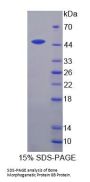 Mouse Bone Morphogenetic Protein 8B (BMP8B) Protein