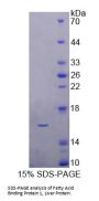 Pig Fatty Acid Binding Protein 1, Liver (FABP1) Protein