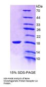 Rat Bone Morphogenetic Protein Receptor 1A (BMPR1A) Protein