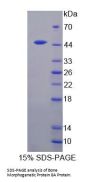 Rat Bone Morphogenetic Protein 8A (BMP8A) Protein