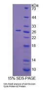 Human Cell Division Cycle Protein 42 (CDC42) Protein