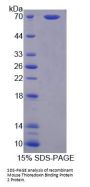 Mouse Thioredoxin-interacting Protein (TXNIP) Protein