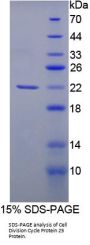 Human Cell Division Cycle Protein 25 (CDC25) Protein