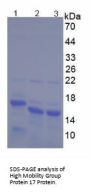 Human Non-Histone Chromosomal Protein HMG-17 (HMGN2) Protein