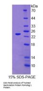 Human Twisted Gastrulation Protein Homolog 1 (TWSG1) Protein
