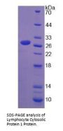 Human Lymphocyte Cytosolic Protein 1 (LCP1) Protein