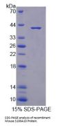 Mouse S100 Calcium Binding Protein A10 (S100A10) Protein