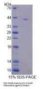 Pig C-C Motif Chemokine 8 / MCP2 (CCL8) Protein