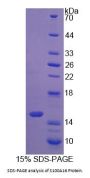 Rat S100 Calcium Binding Protein A16 (S100A16) Protein