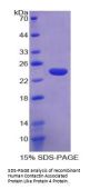 Human Contactin Associated Protein Like Protein 4 (CNTNAP4) Protein