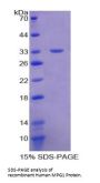 Human Macrophage Expressed Protein 1 (MPG1) Protein