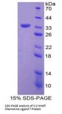 Human Monocyte Chemotactic Protein 3 (MCP3) Protein