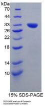 Mouse Contactin Associated Protein 1 (CNTNAP1) Protein