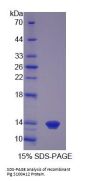 Pig S100 Calcium Binding Protein A12 (S100A12) Protein