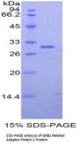 Rat GRB2 Related Adaptor Protein 2 (GRAP2) Protein