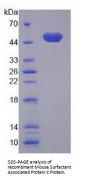 Mouse Pulmonary Surfactant-Associated Protein C (SFTPC) Protein