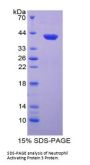 Human Growth-Regulated Alpha Protein / GROA (CXCL1) Protein