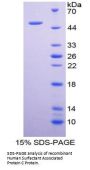 Human Pulmonary Surfactant-Associated Protein C (SFTPC) Protein