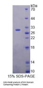Human DIX Domain Containing Protein 1 (DIXDC1) Protein