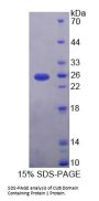 Human CUB Domain Containing Protein 1 (CDCP1) Protein