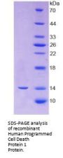 Human Programmed Cell Death Protein 1 (PDCD1) Protein