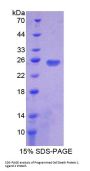 Mouse Programmed Cell Death Protein 1 Ligand 2 (PDCD1LG2) Protein