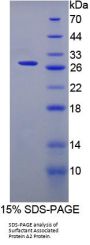 Rat Pulmonary Surfactant-Associated Protein A1 (SFTPA1) Protein