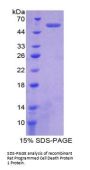 Rat Programmed Cell Death 1 (PDCD1) Protein