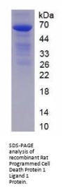 Rat Programmed Cell Death 1 Ligand 1 (CD274) Protein