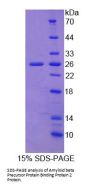 Rat Amyloid Beta Precursor Protein Binding Protein 2 (APPBP2) Protein