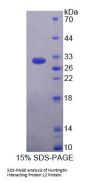 Human Huntingtin Interacting Protein 12 (HIP12) Protein