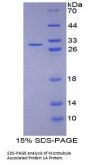 Rat Microtubule Associated Protein 1A (MAP1A) Protein