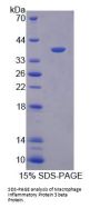 Dog C-C Motif Chemokine 19 (CCL19) Protein