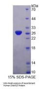 Human Synaptosomal Associated Protein 25 kDa (SNAP25) Protein