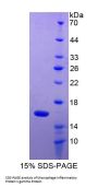 Mouse Macrophage Inflammatory Protein 1 Gamma (MIP1g) Protein