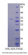 Mouse GRB2 Associated Binding Protein 3 (GAB3) Protein