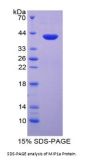 Rat Macrophage Inflammatory Protein 1 Alpha (MIP1a) Protein