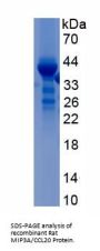 Rat C-C Motif Chemokine 20 / MIP3A (CCL20) Protein