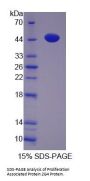 Human Proliferation Associated Protein 2G4 (PA2G4) Protein