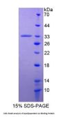 Horse Apolipoprotein A1 Binding Protein (APOA1BP) Protein