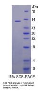 Mouse Secreted Ly6/uPAR Related Protein 1 (SLURP1) Protein