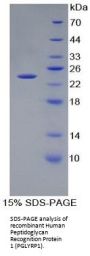 Human Peptidoglycan Recognition Protein 1 (PGLYRP1) Protein
