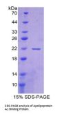 Human Apolipoprotein A1 Binding Protein (APOA1BP) Protein