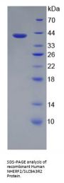 Human Na(+)/H(+) Exchange Regulatory Cofactor NHE-RF2 / SLC9A3R2 (NHERF2) Protein