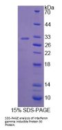 Human Interferon Gamma Inducible Protein 30 (IFI30) Protein