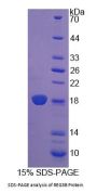 Rat Regenerating Islet Derived Protein 3 Beta (REG3b) Protein